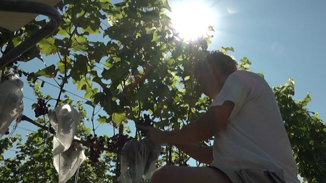 De Gelderse wijnboeren halen opgelucht adem. Precies op het goede moment laat de zon zich zien in Gelderland en wordt het warm. 'Als het zo blijft wordt 2016 een goed wijnjaar,' zegt Diederik Beker van Betuws Wijndomein in Erichem. 'We oogsten pas eind september maar het ziet er goed uit.'