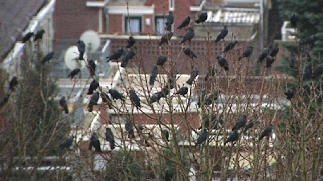 Roekenoverlast in Enschede