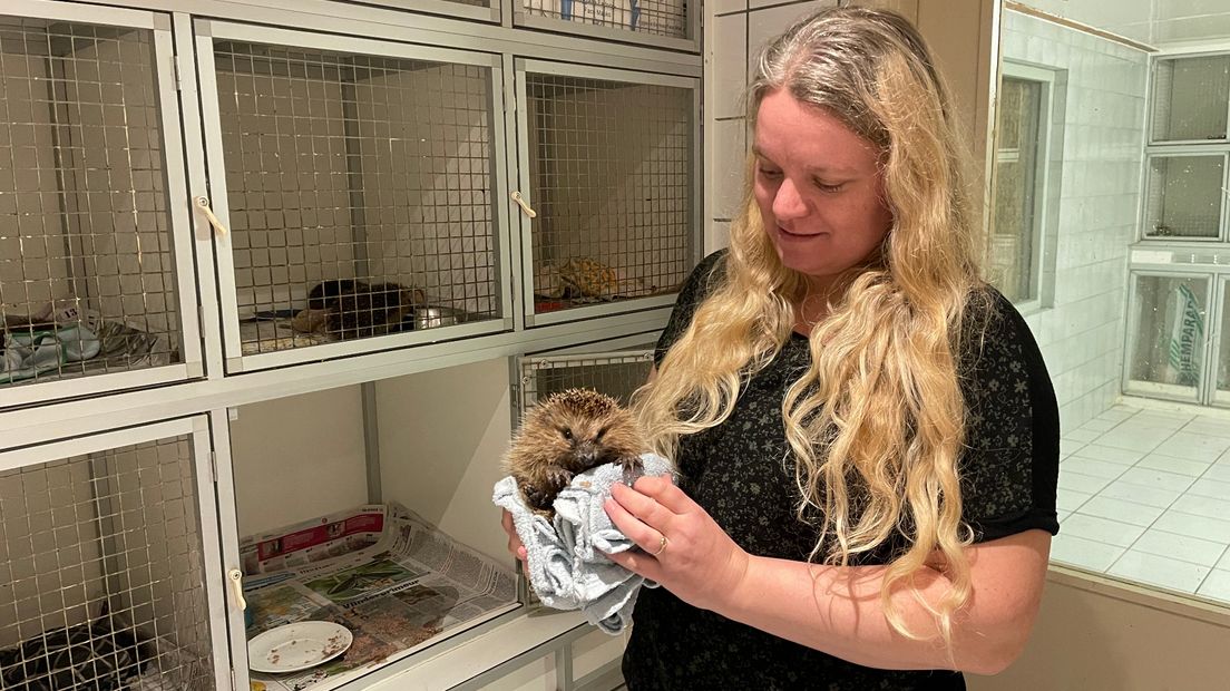 Sandra Beijert met een egel uit de opvang