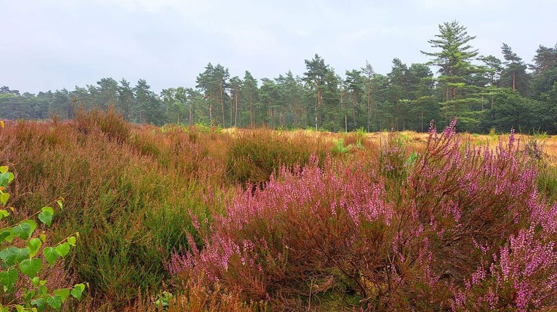 Paarse heide bij de Kroondomeinen.