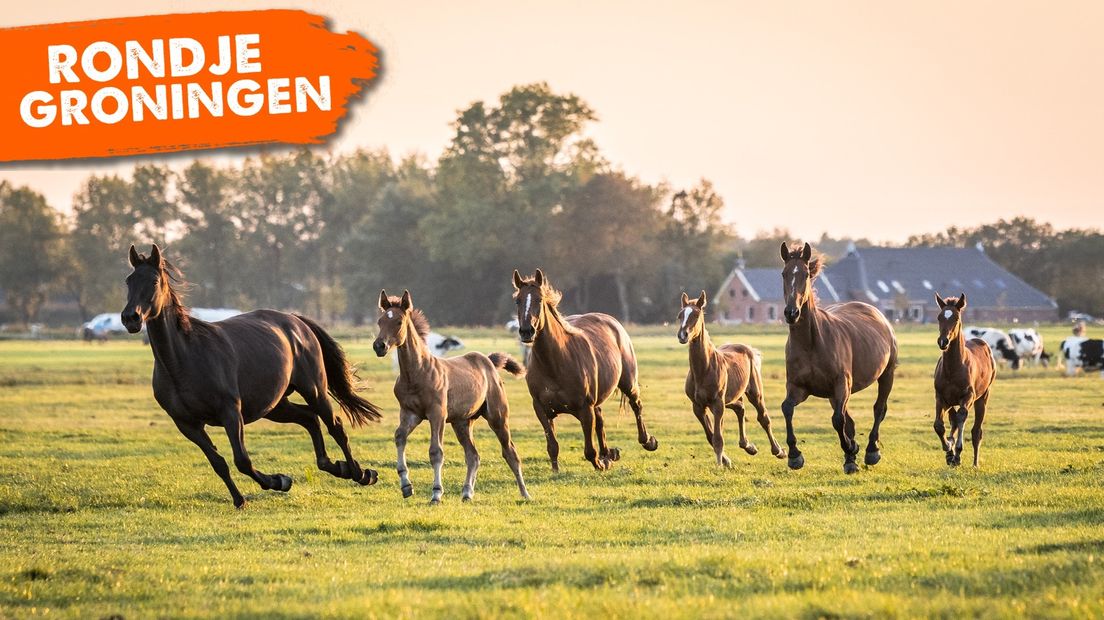 Paarden rennen door het weiland aan de Hoogeweg