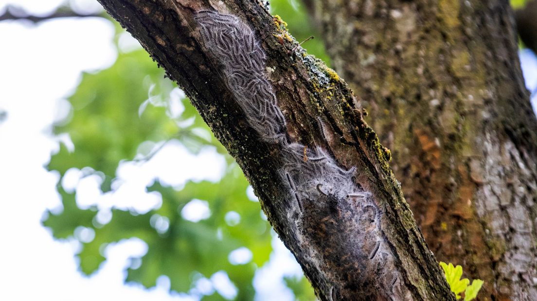 De rups met de brandhaartjes op een boom in Zeist.