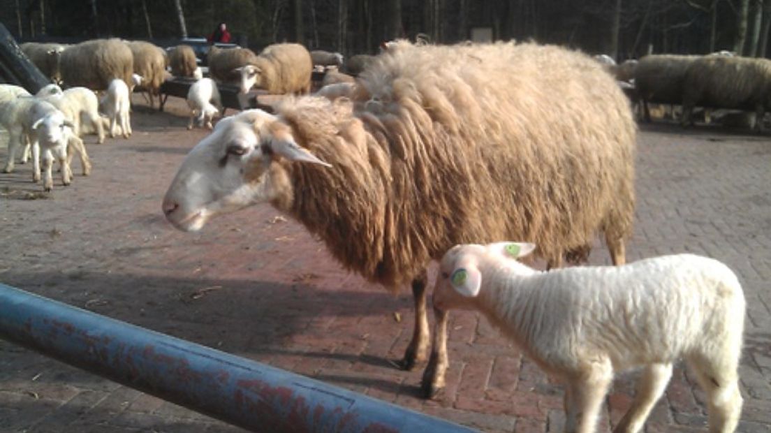Schapen scheren in Rheden vandaag