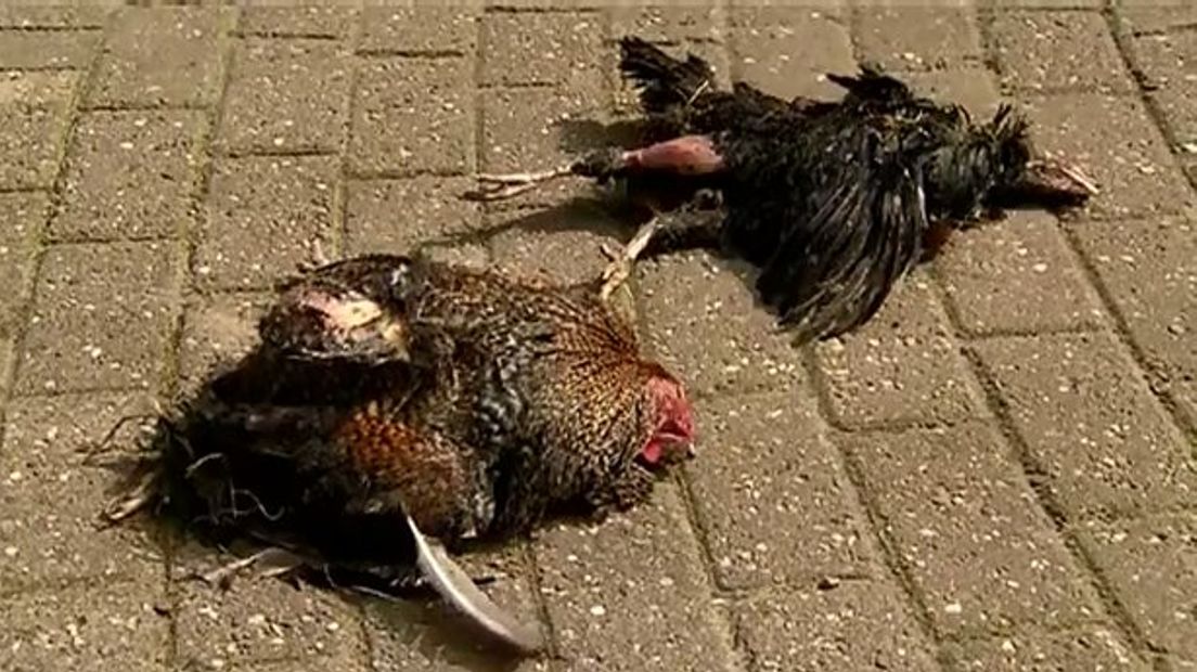 Kippen gedood bij kinderboerderij