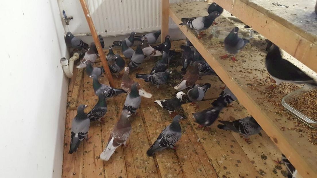Duiven op de vloer