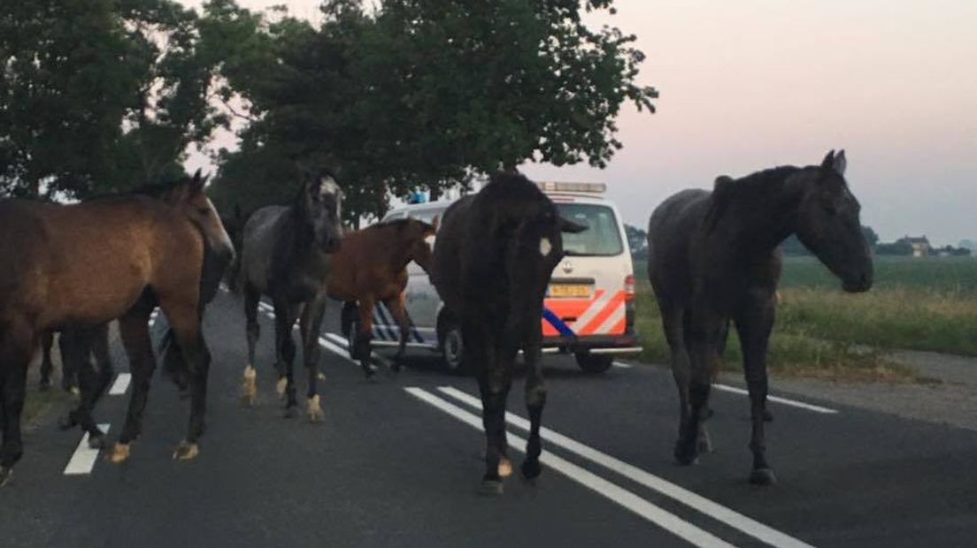De politie zette een foto van de paarden op Facebook