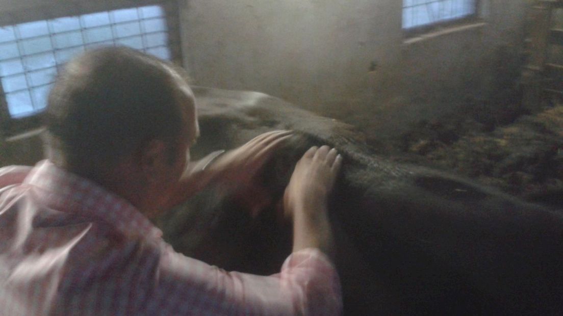 Boer Nijhof masseert een wagyu-stier