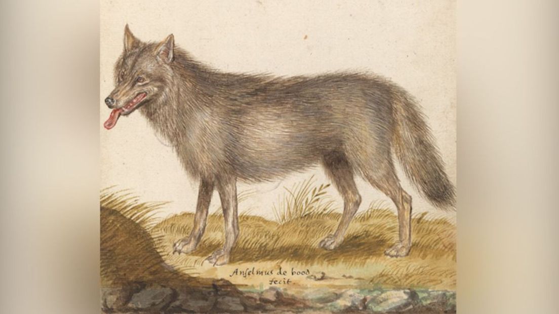 Wolf (Canis lupus) (prent gedateerd 1596 – 1610).