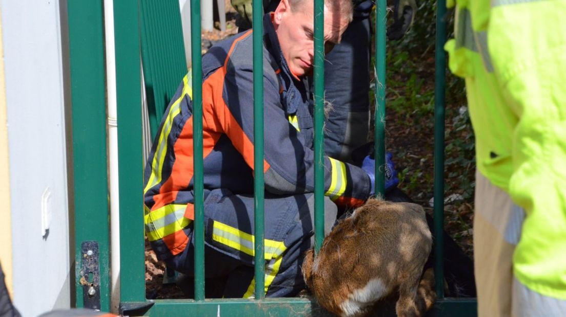 De brandweer bevrijdt een ree uit een hek in Veendam