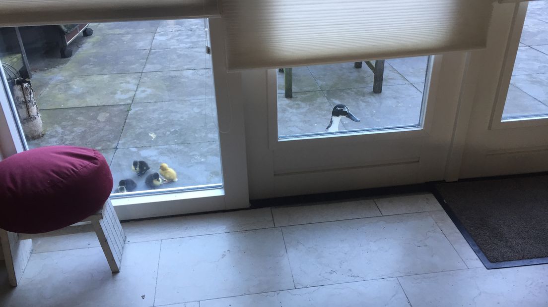 Het begint inmiddels een traditie te worden. De tuin van Caroline Verhees‏ uit Beuningen wordt gebruikt als kraamkamer. Dezelfde eend komt steeds terug om te broeden.