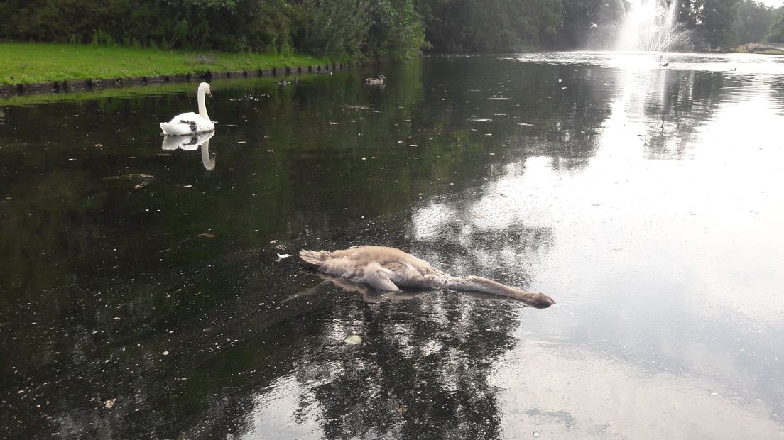 Een triest gezicht vanochtend in het Sonsbeekpark in Arnhem. Een zwanenjong van een paar maanden oud dreef levenloos in het water.