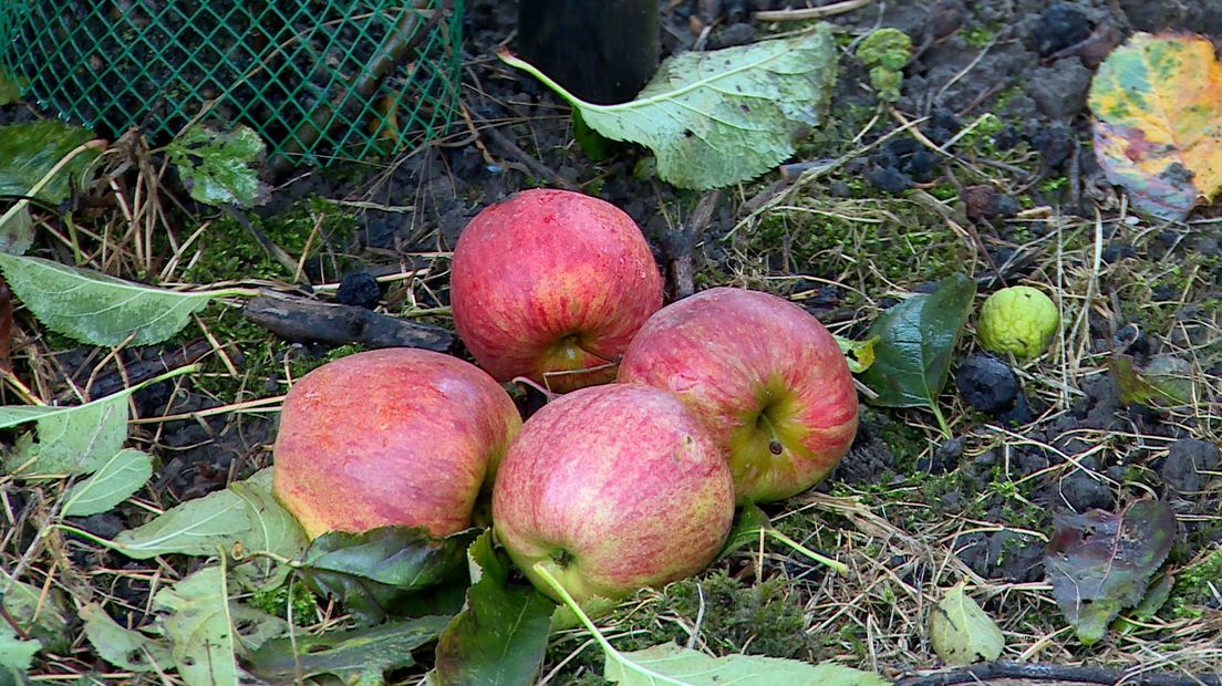 Oneerlijke concurrentie frustreert Zeeuws-Vlaamse fruittelers (video)