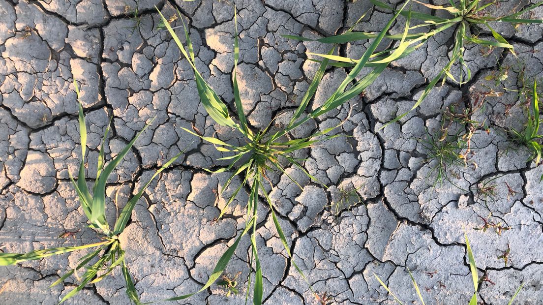 Droog stuk akker met scheuren in de grond in Goes