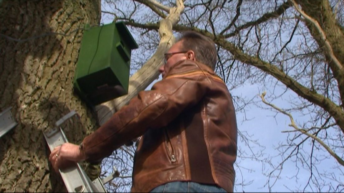 In Arnhem is maandag de eerste spreeuwenkast met camera geplaatst.