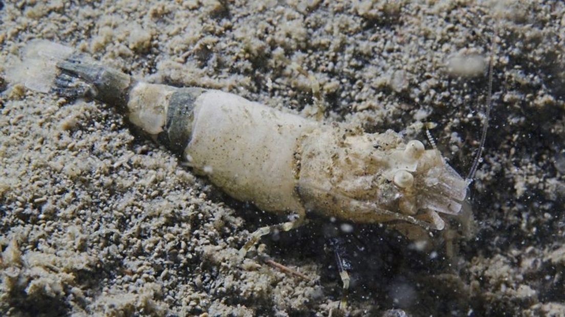 De eerste gebandeerde stompkopgarnaal, gefotografeerd in de Oosterschelde