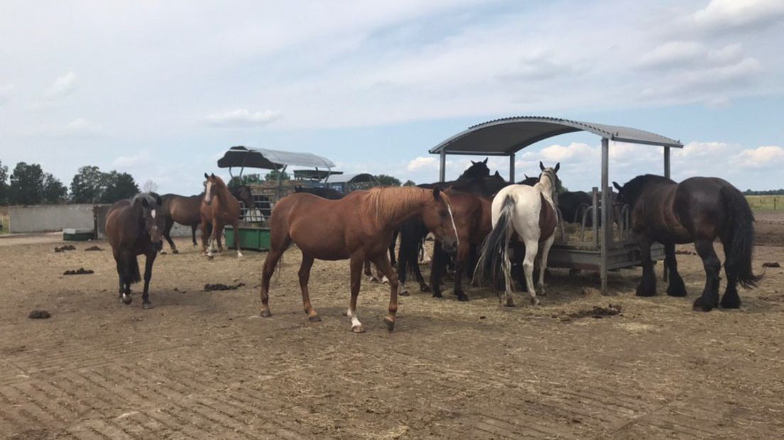 Paardenrusthuis in Nieuw-Schoonebeek breidt fors uit - RTV Drenthe