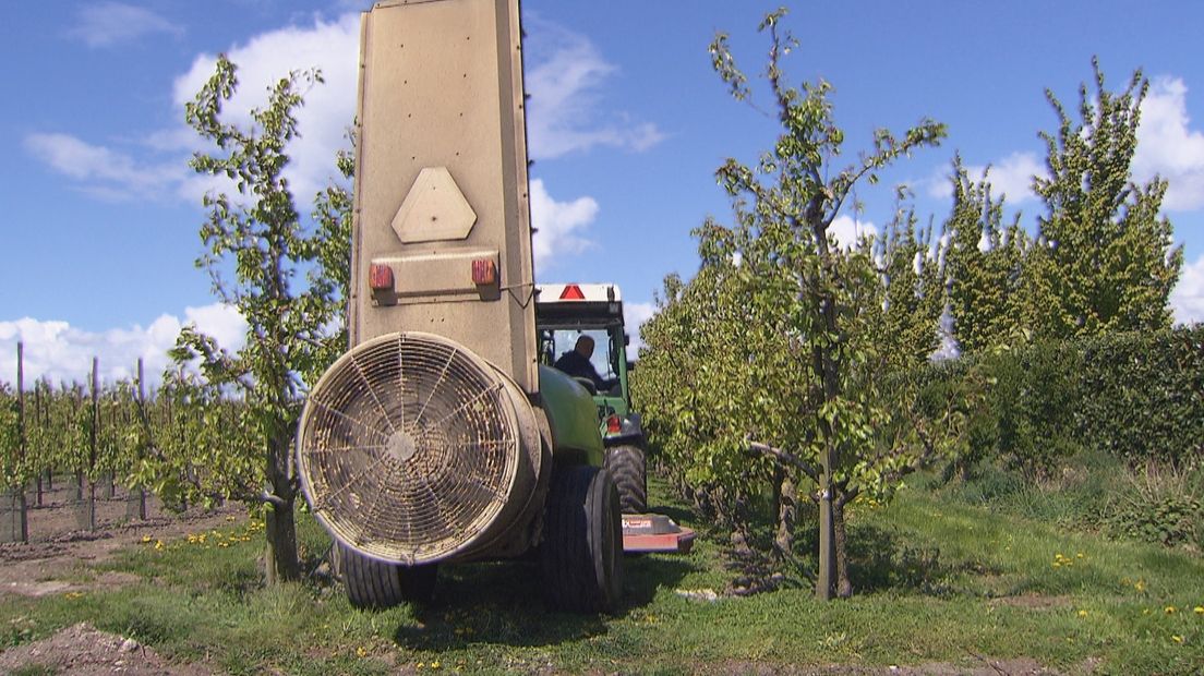 Fruitteler beregent zijn perenbomen om te beschermen tegen vorstschade