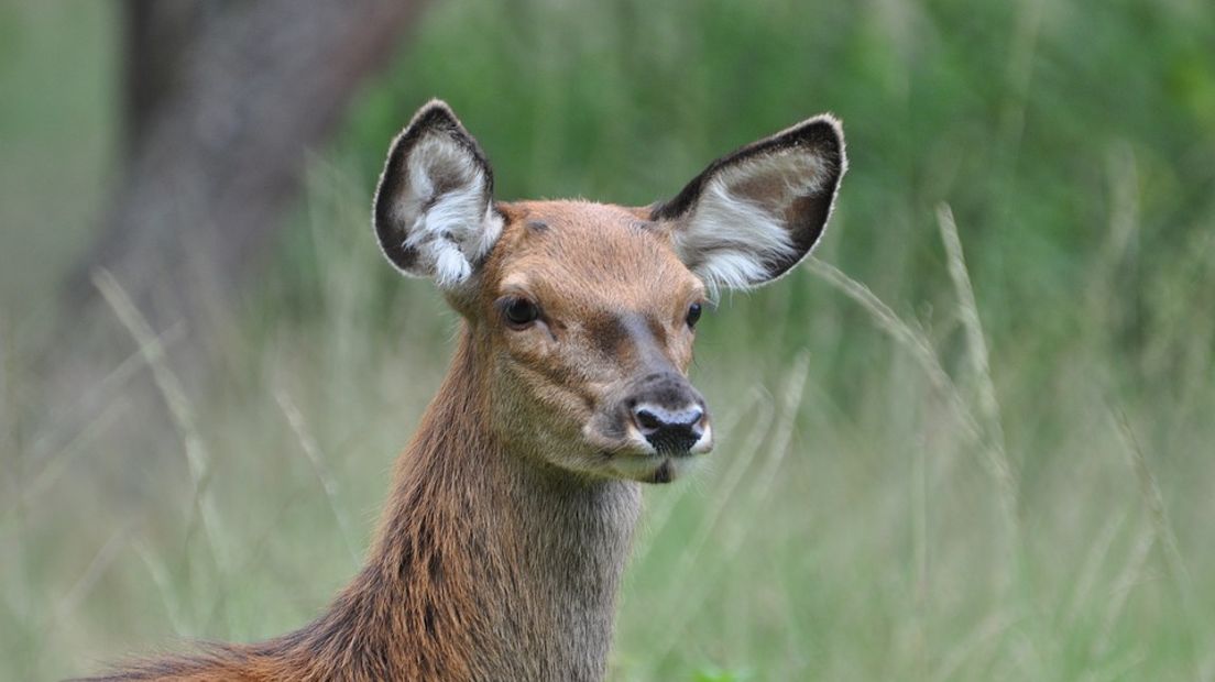 Het besluit van Stichting Nationaal Park De Hoge Veluwe om ecoducten te sluiten voor herten en wolven valt slecht bij het CDA in Gelderland. De provincie is verrast door het hek. 'Wij waren in de veronderstelling nog in gesprek te zijn', reageert een woordvoerder.