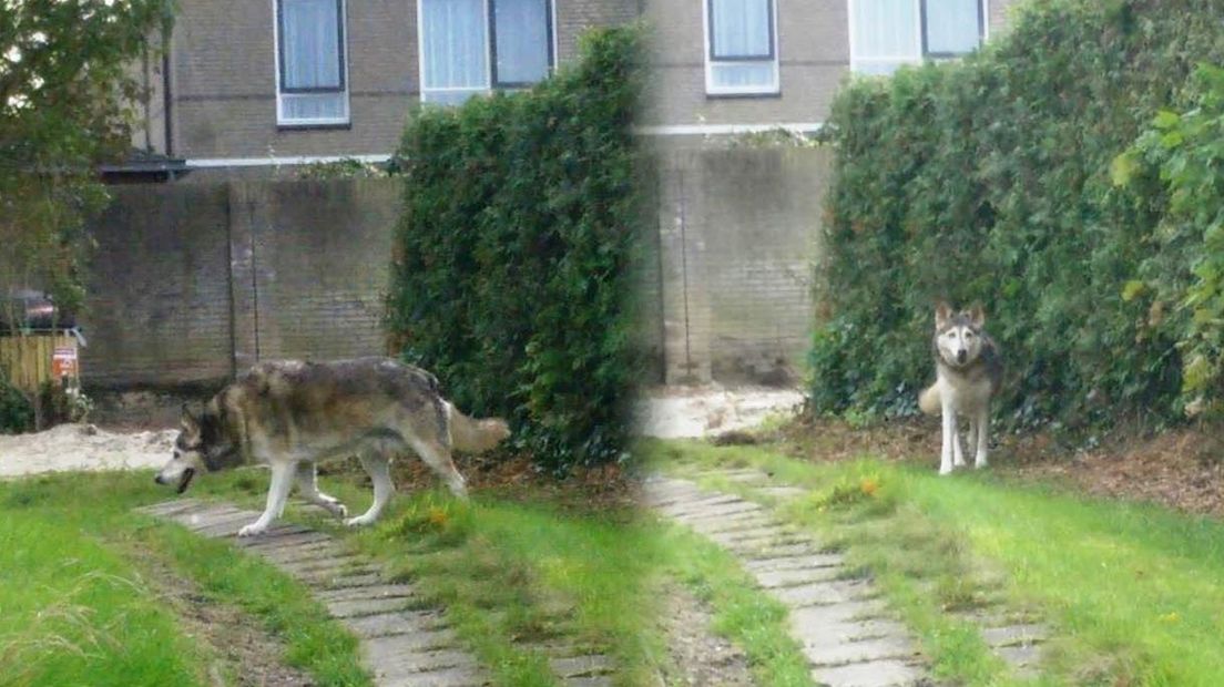 Wolf gezien in centrum Ootmarsum