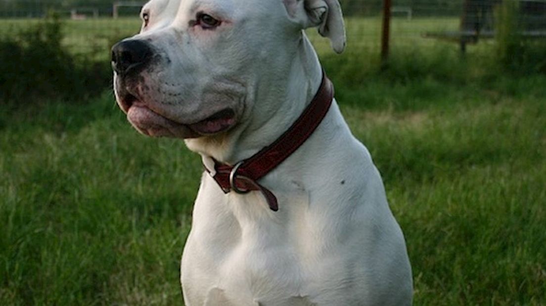 American Bulldog