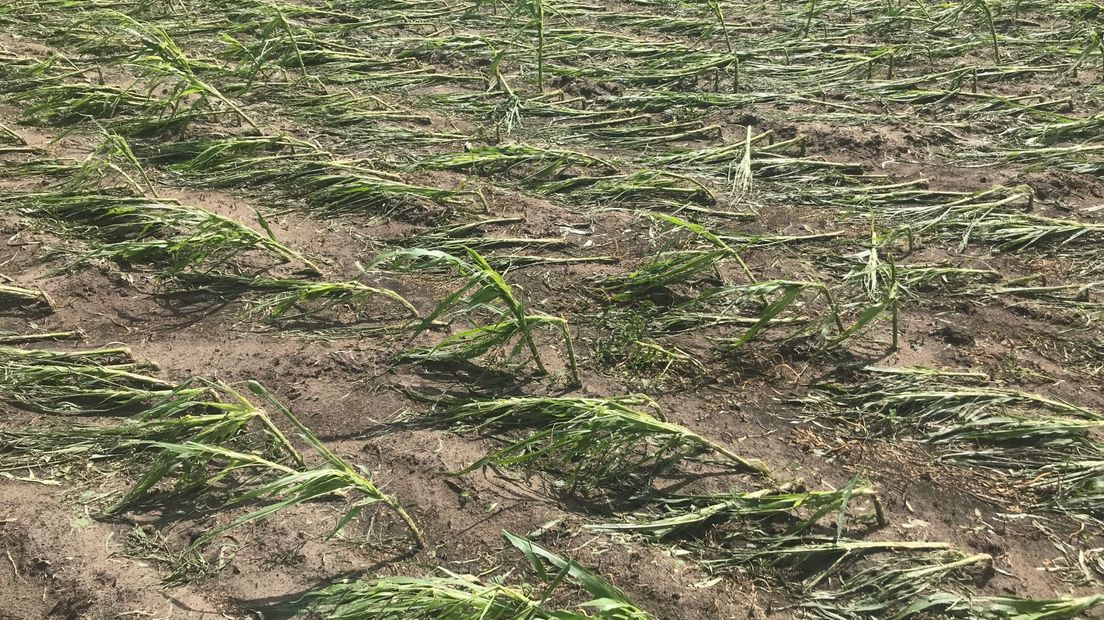 Schade bij bijna honderd akkerbouwbedrijven door noodweer - RTV Drenthe