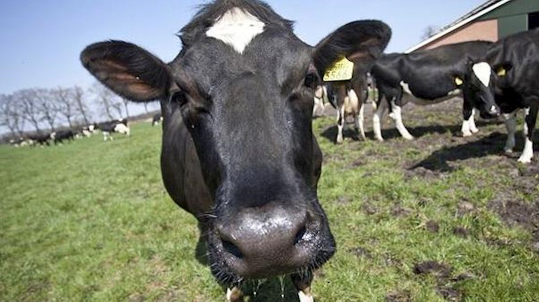 Boeren leveren weer melk na brand Kampen