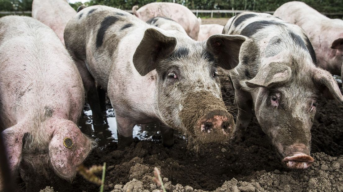Boonman uit Midwolda heeft een varkensmesterij