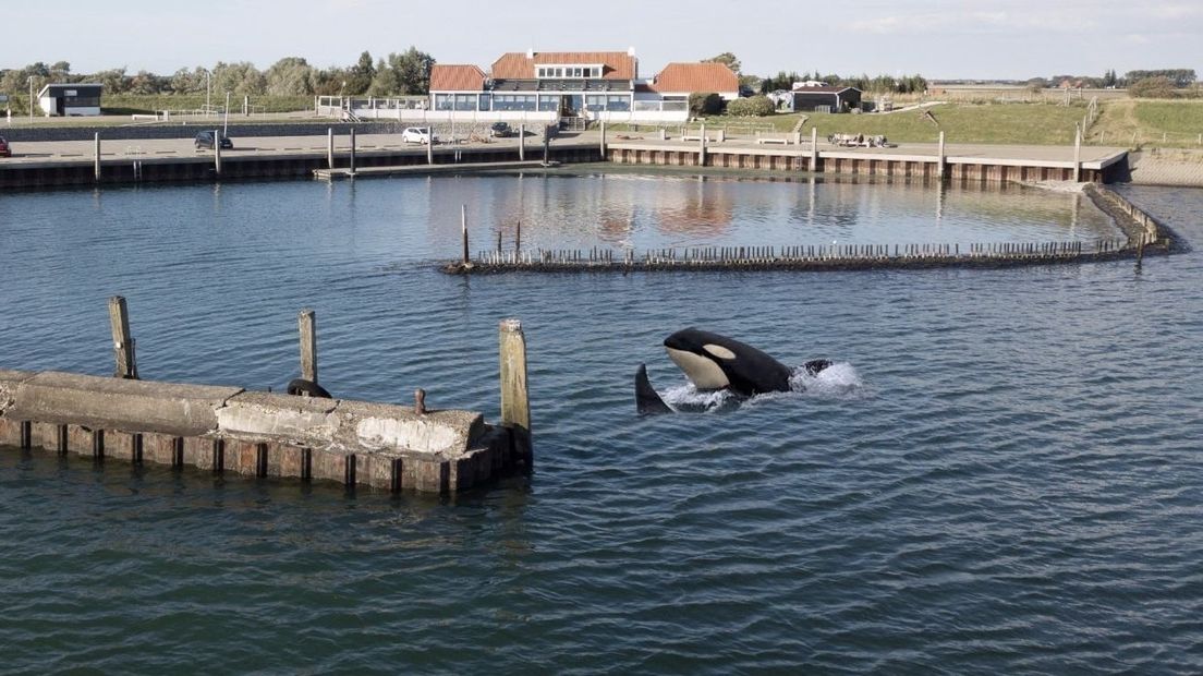 Gefotoshopte foto van De Heerenkeet met orka's in de Oosterschelde