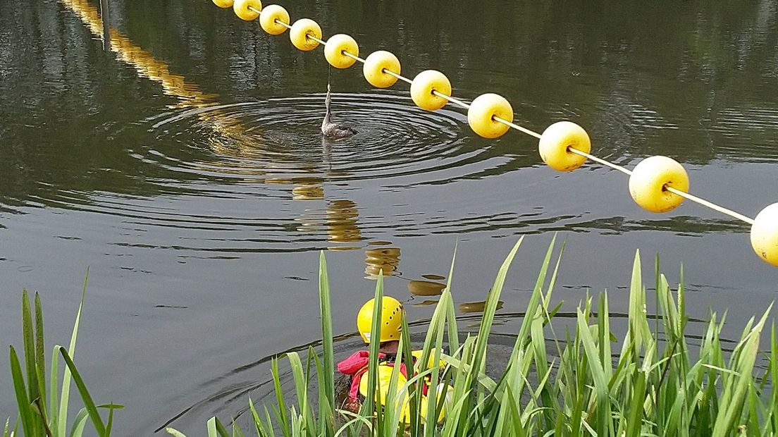 De foto is gruwelijk. Een jonge gans is in de Berkel bij Rekken vast komen te zitten met een vishaak aan het koord met gele ballen, vlak bij de stuw. Als de Dierenbescherming op de melding afkomt, leeft het dier nog.