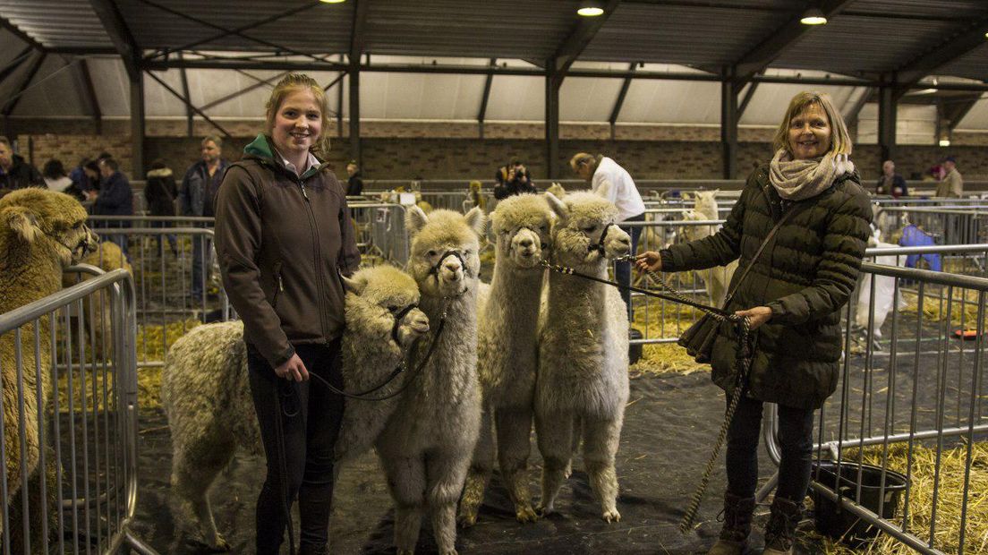 Ieder jaar wordt in Assen een alpacashow gehouden (Rechten: Robbert Oosting/RTV Drenthe)