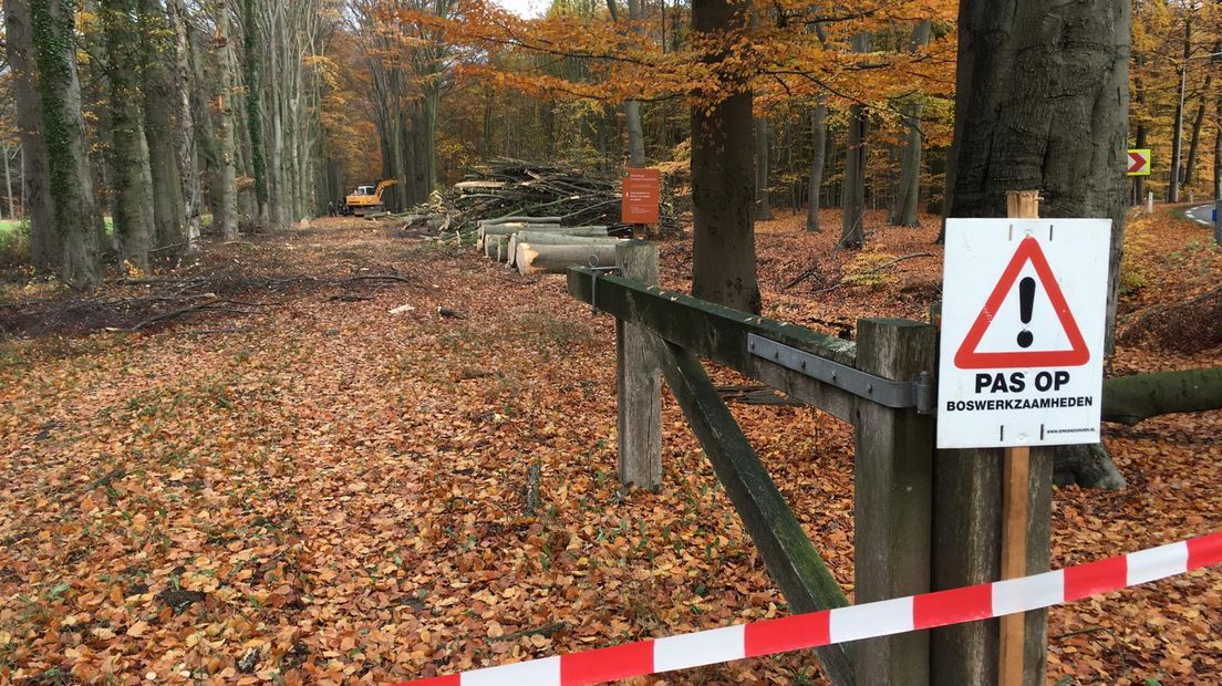 Staatsbosbeheer is begonnen met het kappen langs de monumentale lanen van landgoed Slangenburg in Doetinchem. Op de plek van de oude bomen worden nieuwe beuken geplant om het landgoed ook voor de komende generaties in stand te houden, meldt ook REGIO8.