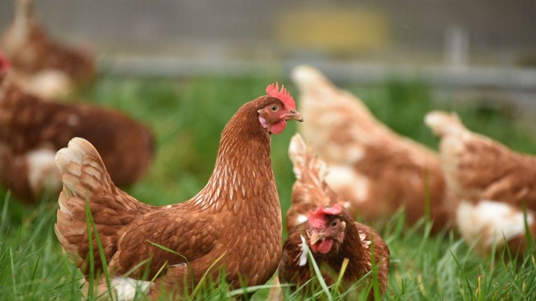 In totaal moeten 6.000 kippen worden geruimd.