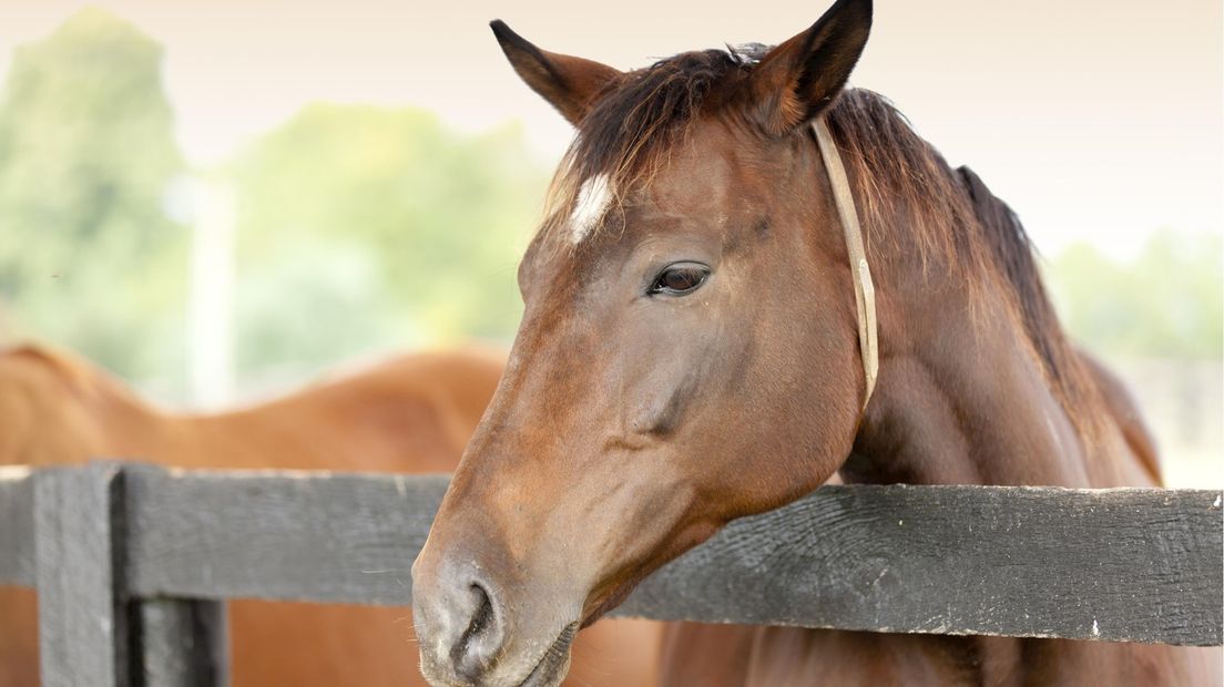 Geschokte reacties na aanranding van vrouw op paard