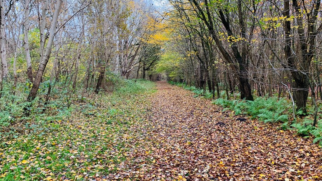 Wil jij een plekje in een natuurbegraafplaats?