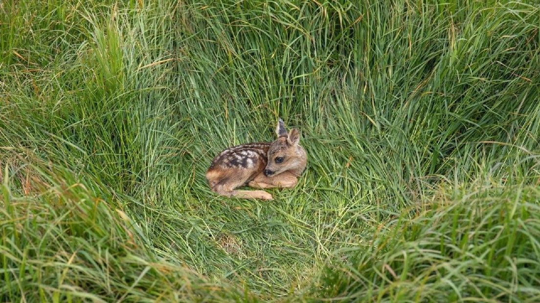 De reekalfjes liggen verscholen in het hoge gras (Rechten: Jan Seubring)