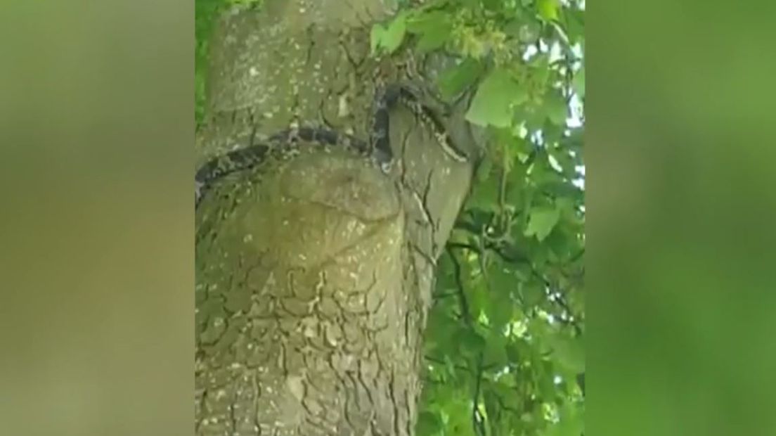 De rattenslang in een boom in de tuin (Rechten:RTV Drenthe)