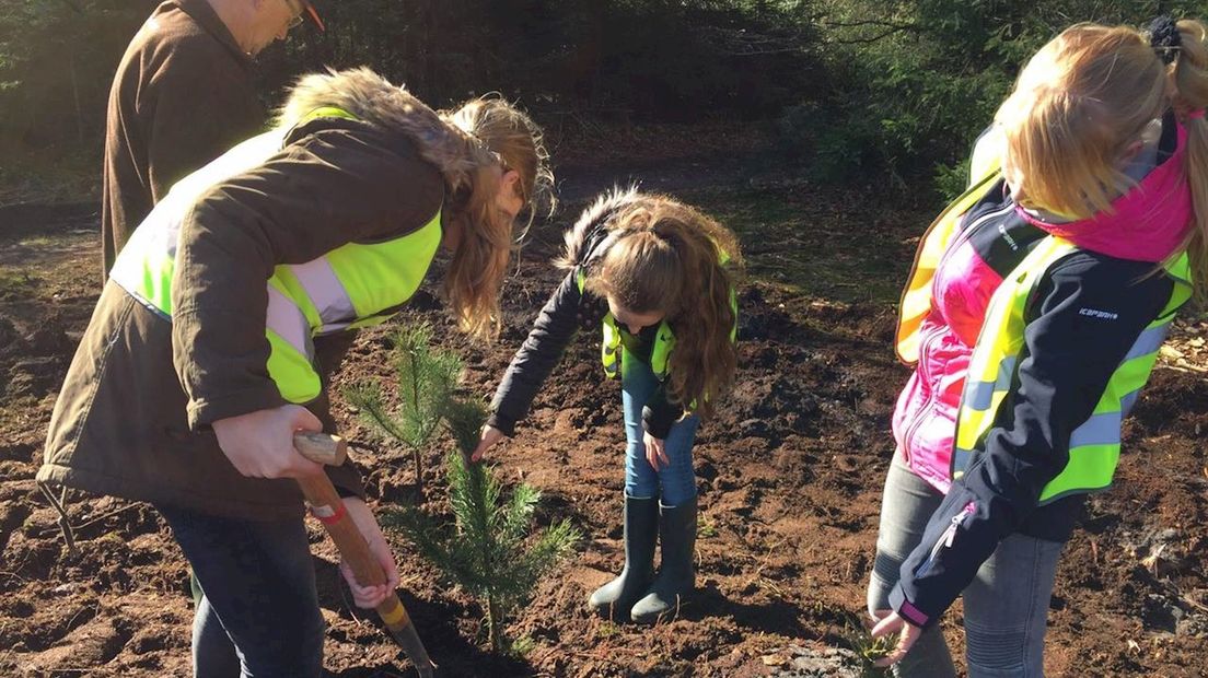 Staphorster Bos krijgt nieuwe bomen