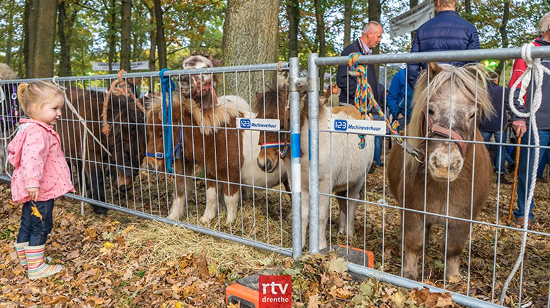 De Dierenbescherming heeft een personeelstekort (Rechten: Kim Stellingwerf/RTV Drenthe)