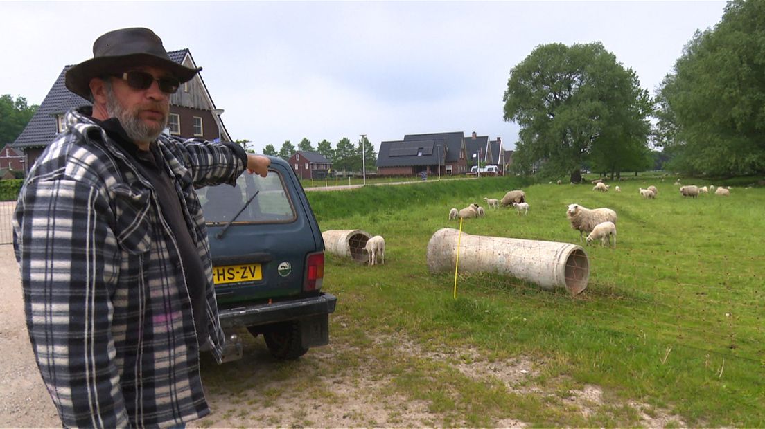 De schapen grazen ook in de woonwijk