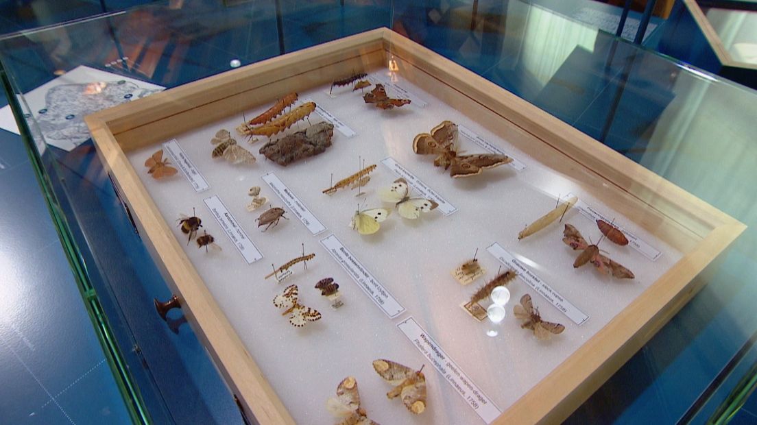 Verzamelde insecten van insectenkundige Goedaert