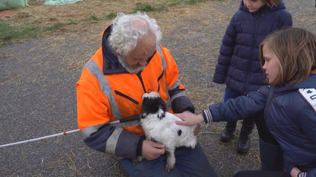 Henk neemt afscheid van zijn lammetjes
