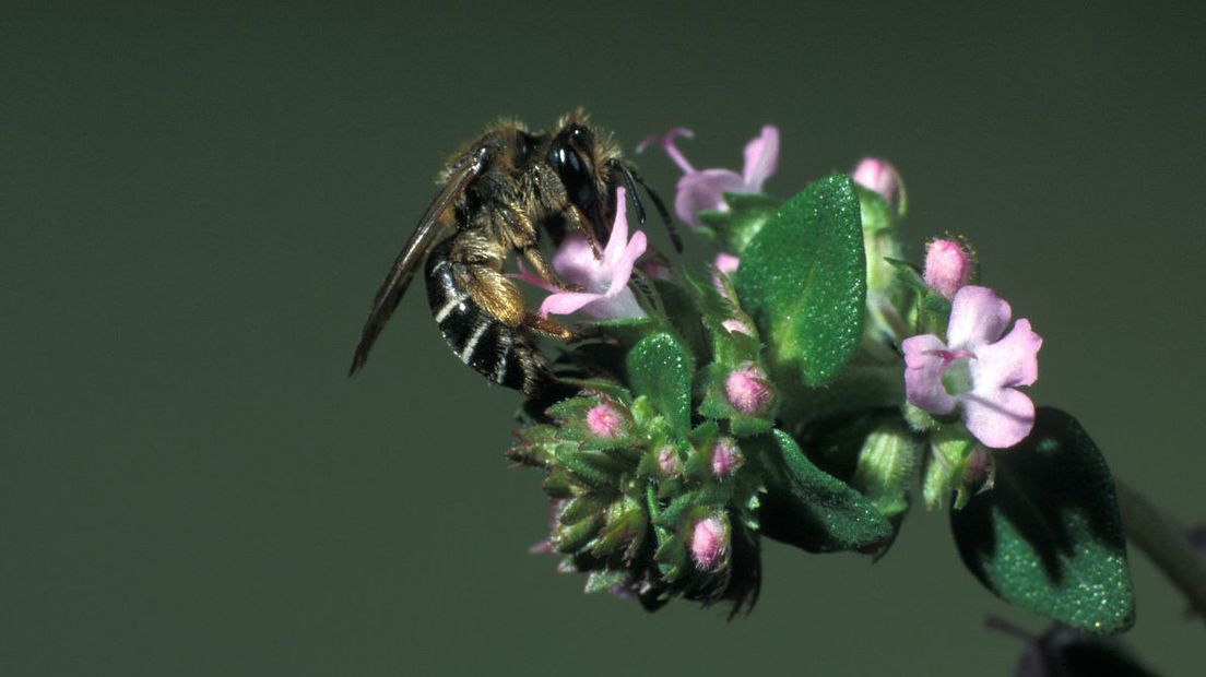 De goudpootzandbij is een van de wilde bijen in ons land (Rechten: Free Nature Images/Frits Bink)