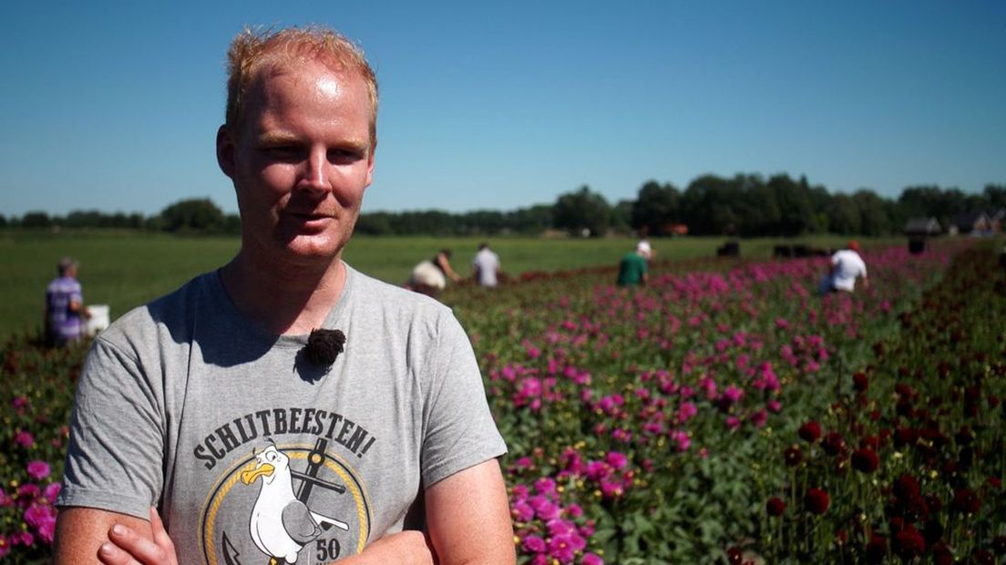 In Lichtenvoorde wordt al druk dahlia's geplukt.