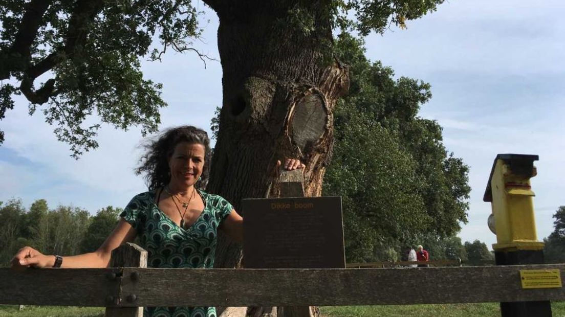 De Dikke Boom die bij Huis Verwolde in Laren staat, wordt misschien wel de boom van het jaar 2018. In elke provincie is een boom genomineerd. Het gaat bij deze wedstrijd niet om de mooiste, oudste, of hoogste bomen. Het belangrijkste is dat er een bijzonder verhaal achter de boom zit.