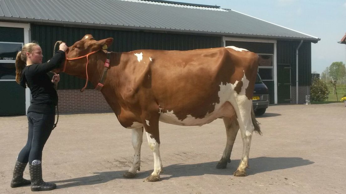 De roodbonte koe van Gerrit van der Kolk