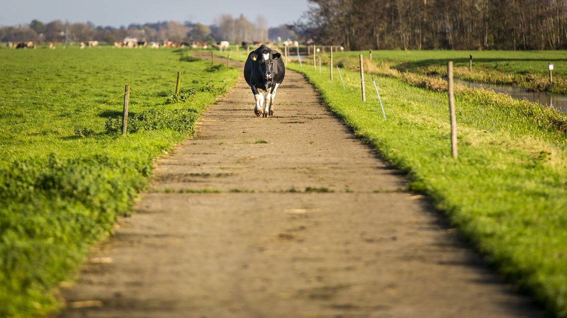 Een koe is aan de wandel.