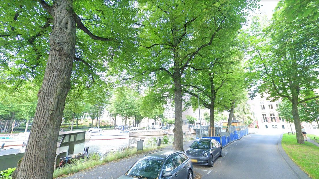In het midden de boom aan de Praediniussingel die gekapt gaat worden