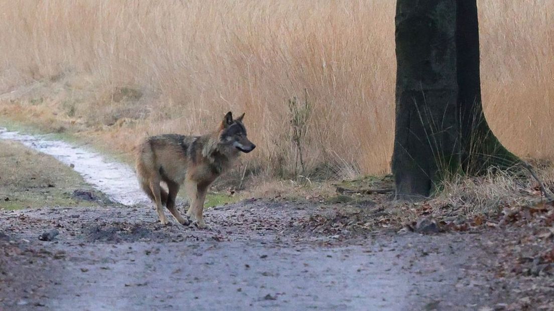 Fotograaf Jeroen Gommers legde eerder een wolf vast in het Nationaal Park de Hoge Veluwe.