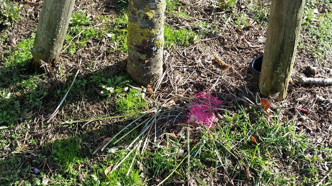In de Malsenlaan in Arnhem zijn giftige roze korrels gevonden in het gras onder een boom. Dat vertelde een voorbijgangster, die graag anoniem wil blijven, aan Omroep Gelderland.