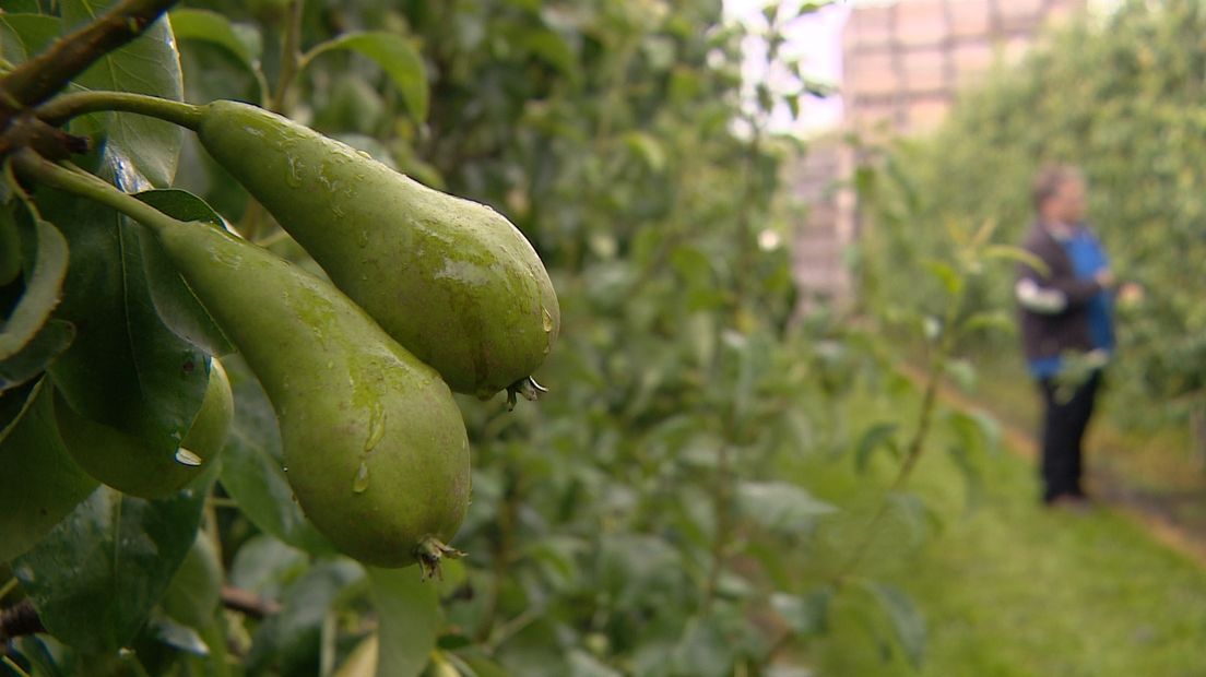 40 bomen Fruitteeltmuseum Kapelle vernield (video)